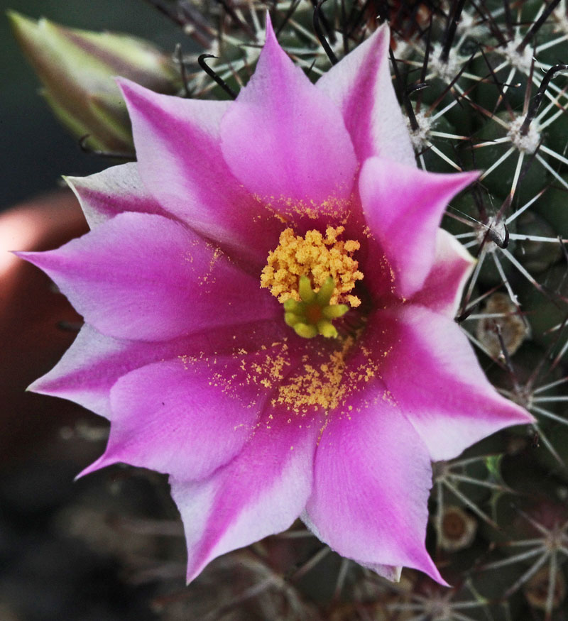 Mammillaria sheldonii